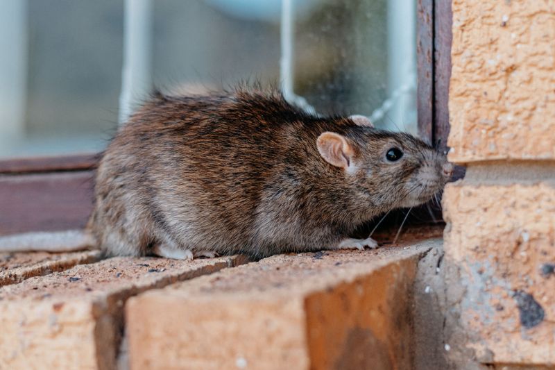 Rat Eradication