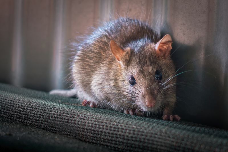 Rat Eradication