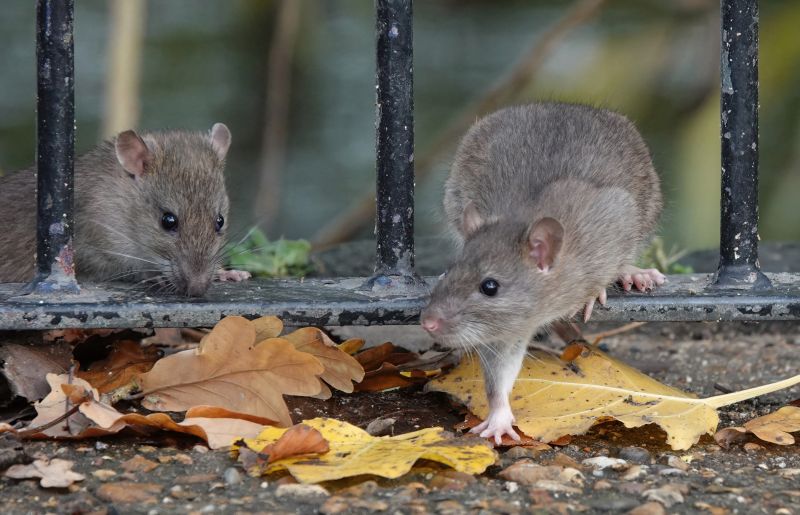 Rat Eradication
