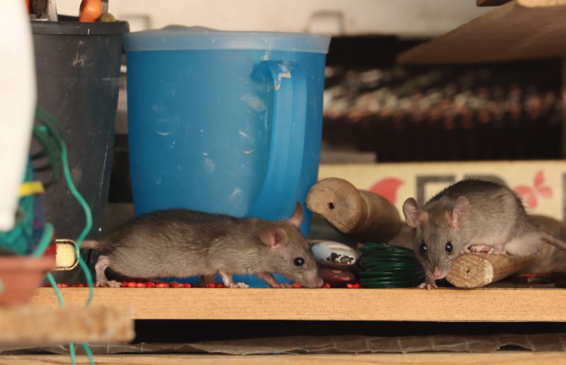 Preventing Rat Infestations In Homes