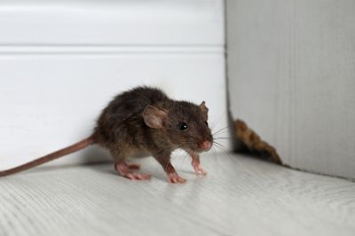Preventing Rat Infestations In Homes