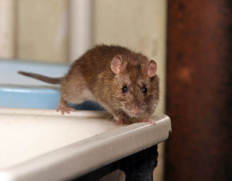 Preventing Rat Infestations In Homes