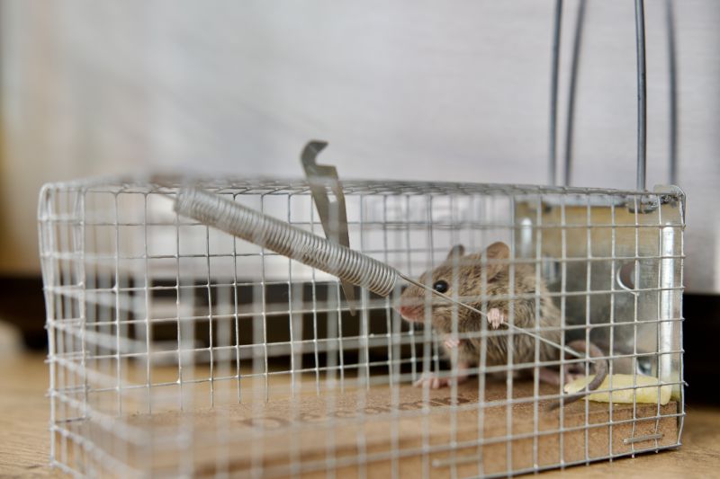 Rat Traps in Use