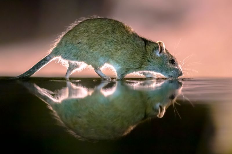 Wildlife Removal Specialists