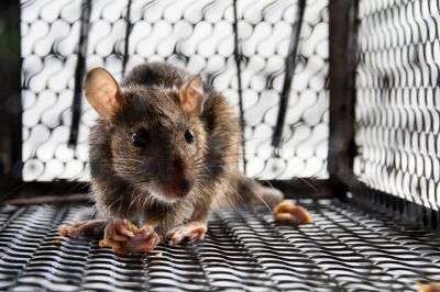 Rat Baiting and Trapping Eradication Services