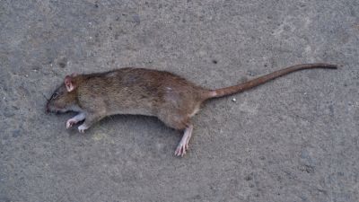 Residential and Commercial Rat Eradication